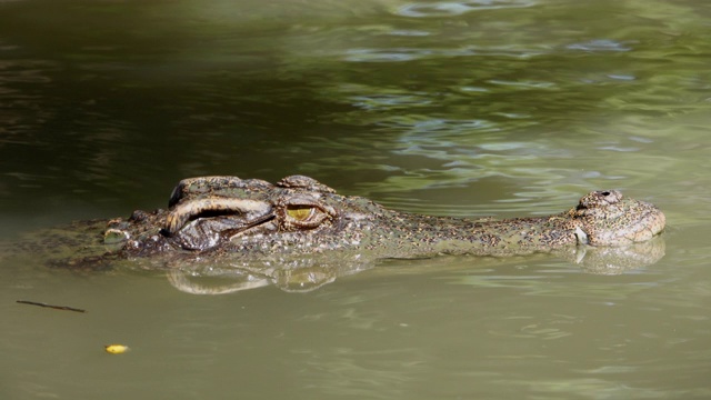 近距离观察漂浮在池塘中的鳄鱼。视频素材