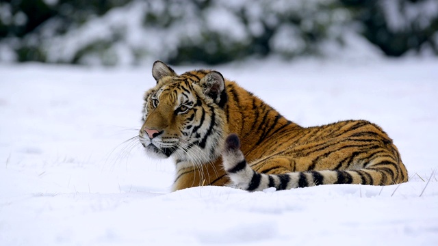 西伯利亚虎，阿尔泰卡虎，躺在雪地里视频下载