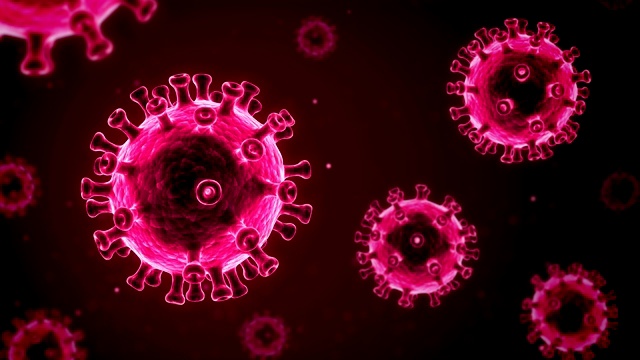 冠状病毒2019 covid-19新毒株大流行病例。显微镜下病毒的特写。3d渲染背景循环视频下载