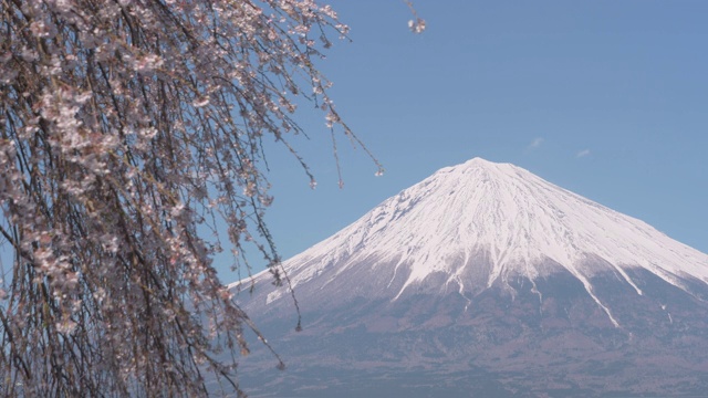 富士山樱花盈盈视频素材