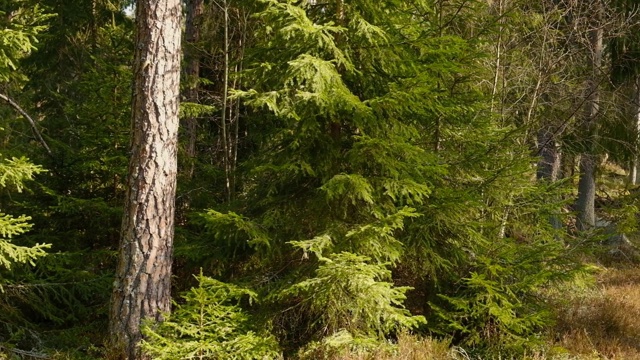 在春天的阳光下，有一条狭窄的森林道路的森林全景图视频素材