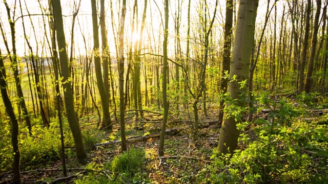 晨光在森林-稳定摄像机视频素材