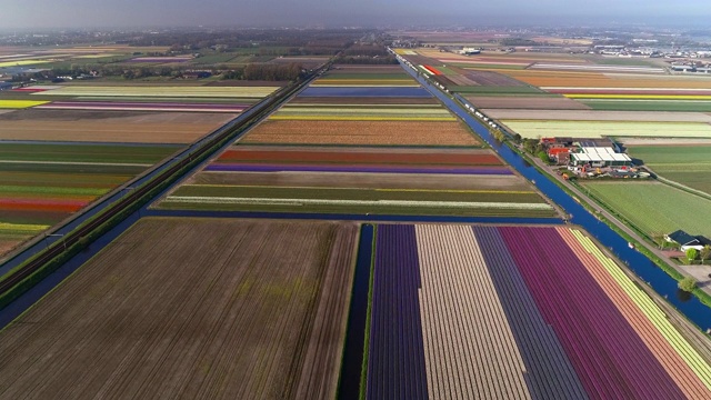 航拍飞过荷兰的花田视频素材