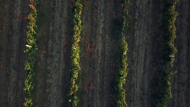 葡萄园岛黎明的鸟瞰图视频素材