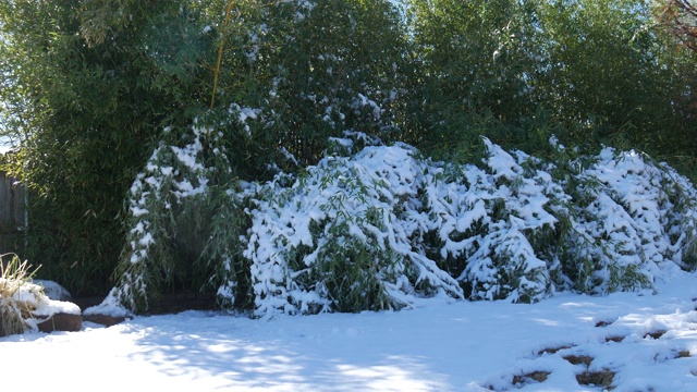 宽阔稳定的冬日早晨的场景与新鲜的雪在地面上和竹竿的顶端视频素材