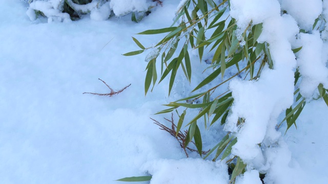 刚下过雪的竹叶稳稳地拍下来视频素材