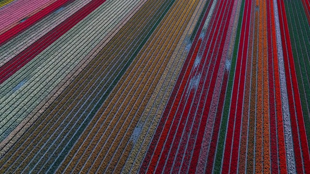 在荷兰利瑟，一架无人机倾斜并旋转着拍摄了一片长满了一排排五颜六色的郁金香的田野视频下载