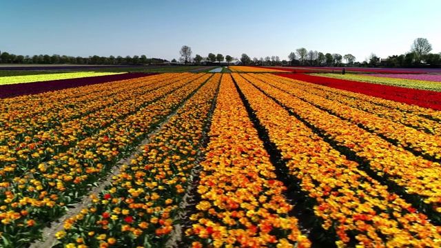 航拍镜头从低角度拍摄荷兰一片长满了一排排郁金香的田野视频素材