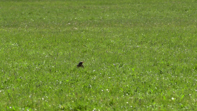 黑椋鸟在草丛中寻找食物视频下载