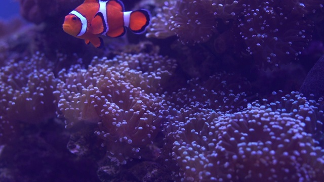 海洋水族馆里美丽的凤尾小丑鱼。橙色的尼莫小丑鱼在美丽的海葵。视频素材