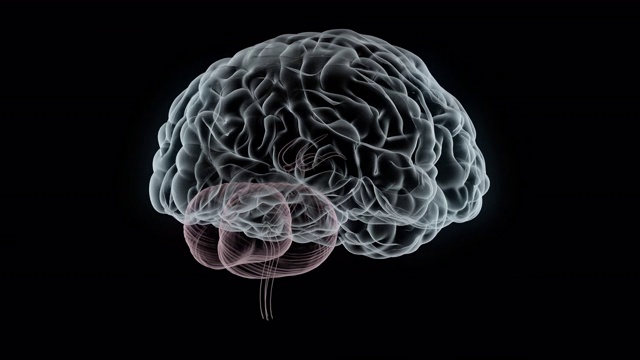 人类大脑的核磁共振扫描视频素材