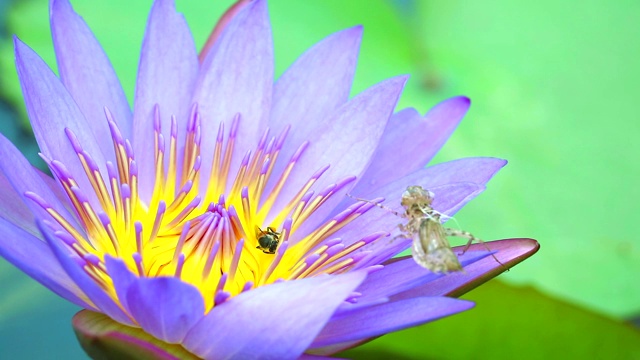 蜜蜂在池塘里盛开的浅紫色荷花的花粉上找到甜蜜，树叶上有昆虫的污渍视频下载