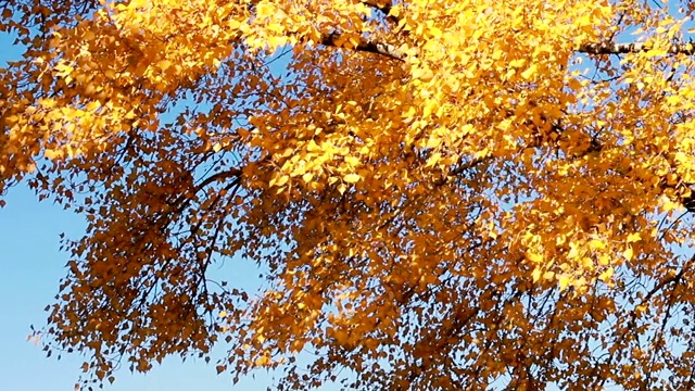 阳光透过秋风吹过的树叶。视频素材