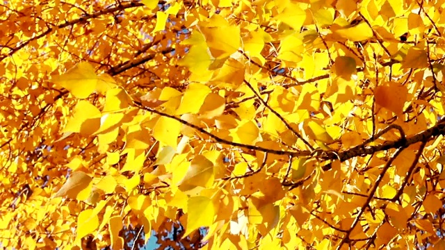 阳光透过秋风吹过的树叶。视频素材