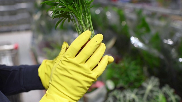 男人的手橡胶手套在花园中心选择一种植物视频素材