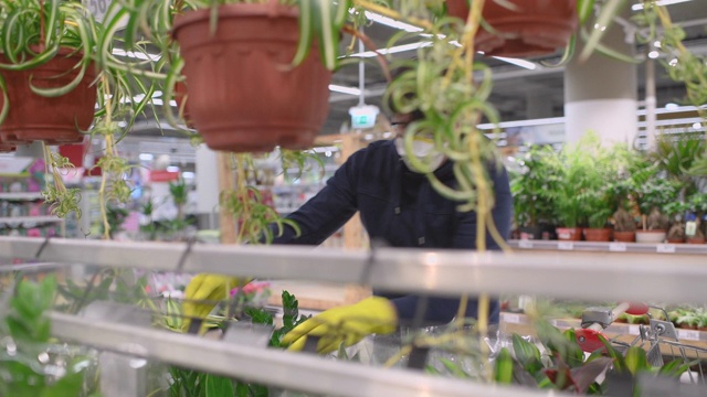 戴着面具和橡胶手套的人在花园中心挑选植物视频素材