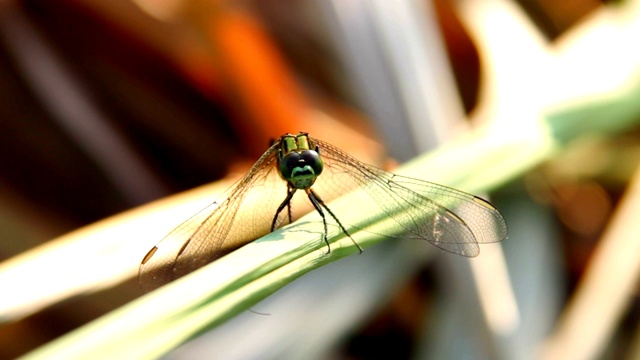 野生草原上的一只绿色蜻蜓。被誉为世界上最敏捷的飞行昆虫视频素材