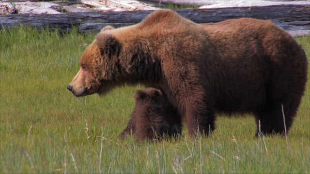 阿拉斯加卡特迈的棕熊视频下载