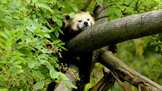 小熊猫，小熊猫，在树上视频下载