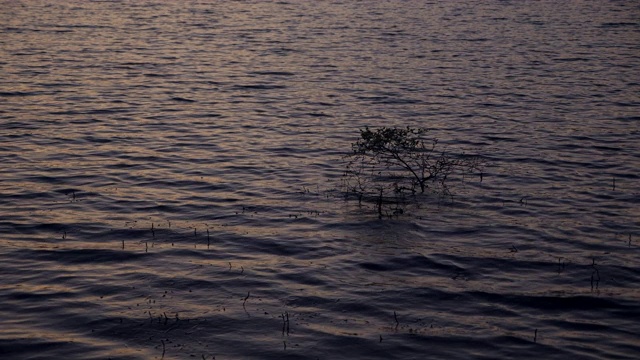 日落时湖面波光粼粼的宁静景象视频素材