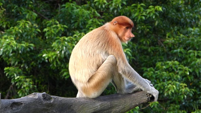 雌性长鼻猴(鼻幼虫)坐在一棵树上，在拉巴克湾，沙巴，婆罗洲，马来西亚视频下载