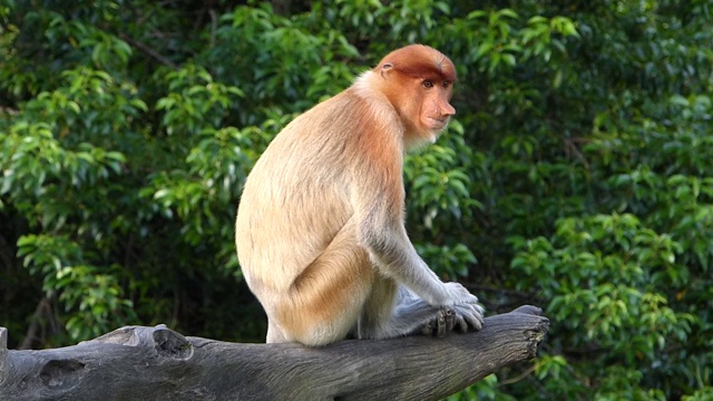 雌性长鼻猴(鼻幼虫)坐在一棵树上，在拉巴克湾，沙巴，婆罗洲，马来西亚视频下载