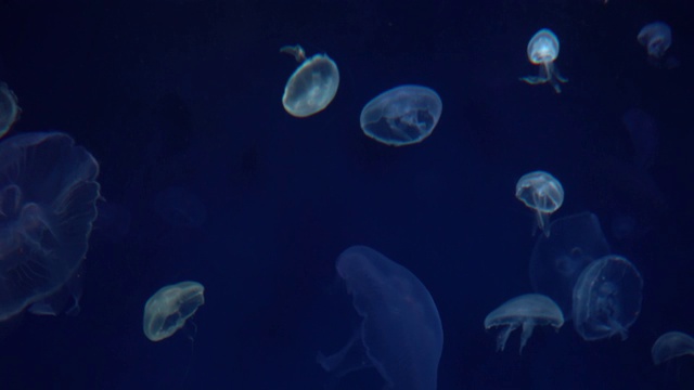 美丽的水母在水中游动，水族馆里有霓虹灯。视频素材