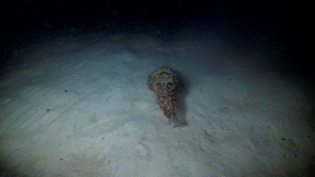 法老乌贼在夜间游过沙底-印度洋，马尔代夫视频下载