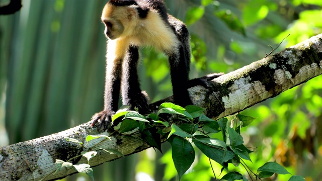 喂养野生卷尾猴:哥斯达黎加视频下载