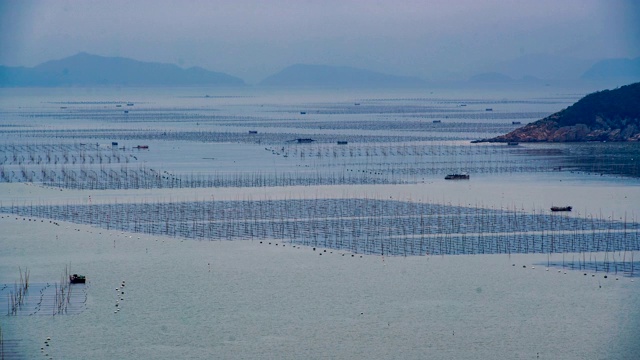 延时拍摄:中国福建霞浦的海藻养殖。视频素材