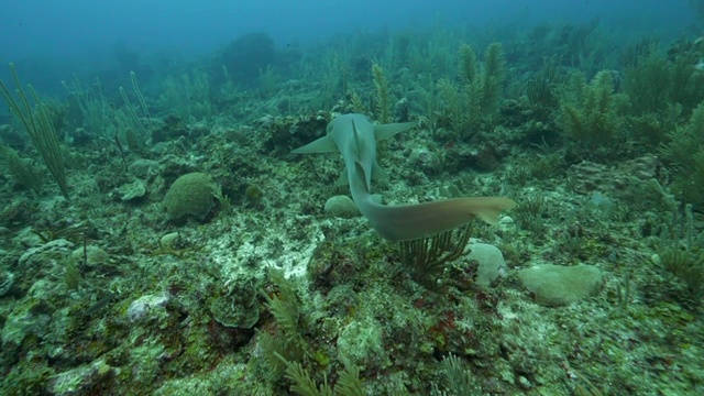 在美丽的海洋深处，大鱼在植物中游动的慢动作——伯利兹城，伯利兹视频素材