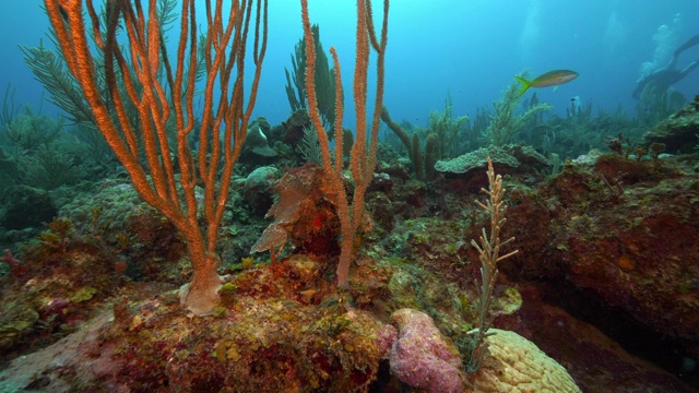 鱼在深海植物旁游动的慢动作——伯利兹城视频素材