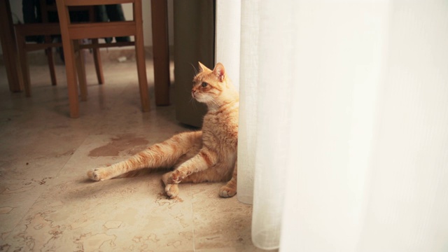 一只有趣的姜黄色的猫坐在窗户和窗帘旁边的地板上视频素材