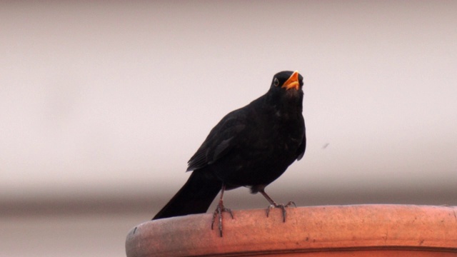一只黑鸟在城市的烟囱顶上歌唱，声音清脆视频下载