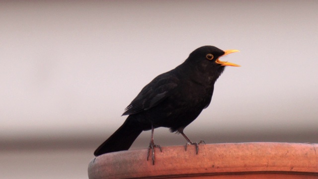 一只黑鸟在城市的烟囱顶上歌唱，声音清脆视频下载
