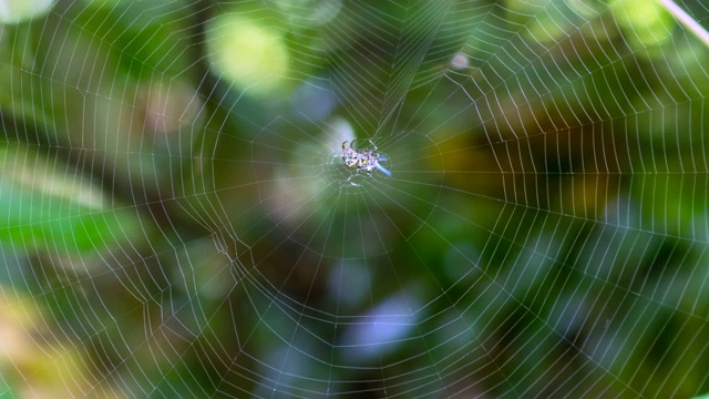 蜘蛛(霍塞尔特的刺蜘蛛)正在织网。(时间流逝)视频下载