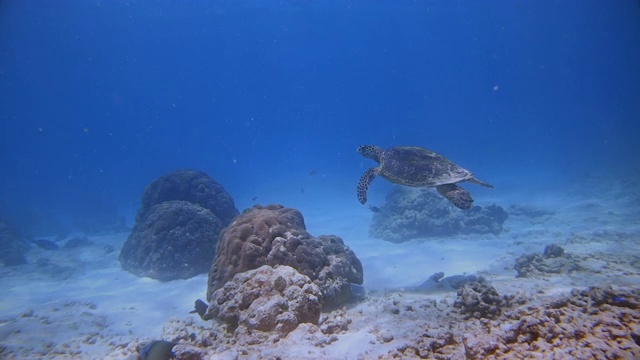 在珊瑚礁上游泳的玳瑁海龟-拉迪格岛，塞舌尔，印度洋群岛。视频下载