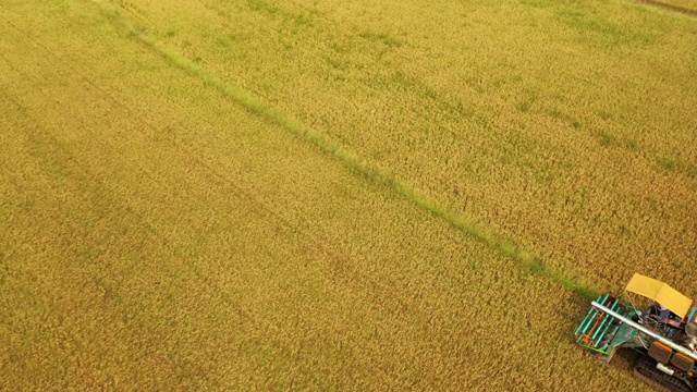 鸟瞰图联合收割机在茉莉花稻田作业。视频素材