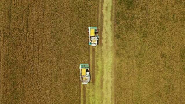 鸟瞰图联合收割机在茉莉花稻田作业。视频素材