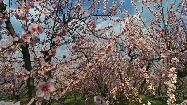 春天桃树盛开的果园视频购买