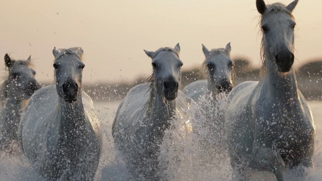 慢动作拍摄的白马奔跑，而溅水在大海对天空在日落-卡姆拉格，法国视频素材