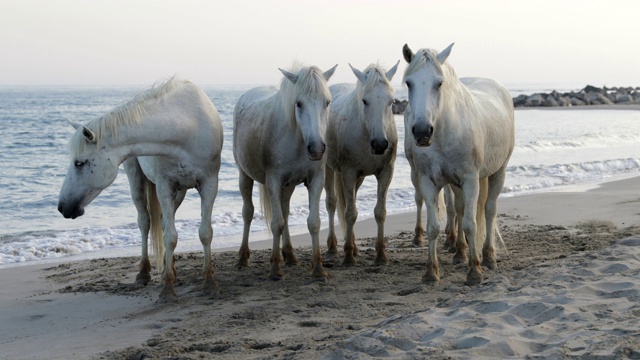慢动作拍摄的白色的马在海滩上对天空日落-卡姆拉格，法国视频素材