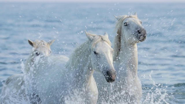 慢动作拍摄的白色的马在海上溅水对天空在日落-卡玛格，法国视频素材