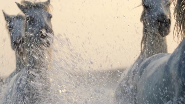 慢镜头拍摄的白马奔跑，而溅水在海上的日落-卡玛格，法国视频下载