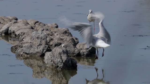 阳光明媚的日子里，封锁拍摄的海鸟栖息在海上的岩石上——法国卡马尔格视频素材