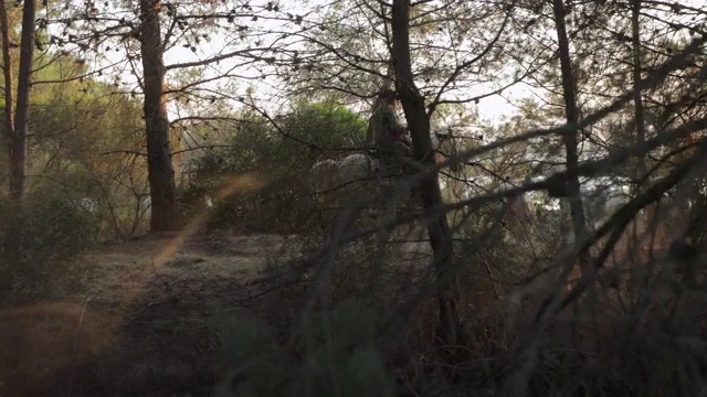 在森林里的植物和树木中，牧马人骑着马的摇摄视频下载