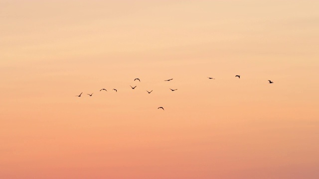 低角度平移拍摄的剪影鸟在橙色天空的日落-卡玛格，法国视频素材
