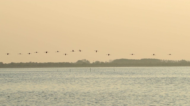 在日落的时候，在海面上对着天空的鸟的剪影视频素材