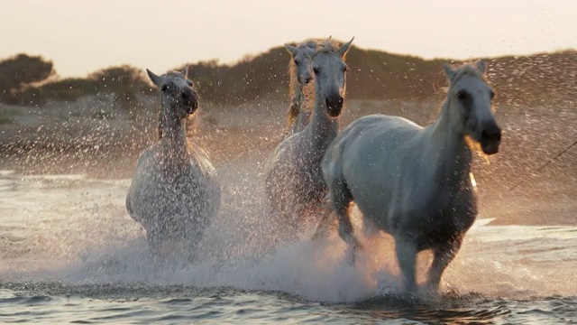 慢动作拍摄的白马奔跑，而溅水在海滩上的日落-卡马格，法国视频素材