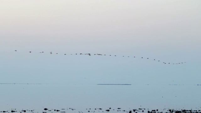 摇摄的剪影鸟在海上对着天空在日落-卡马格，法国视频素材